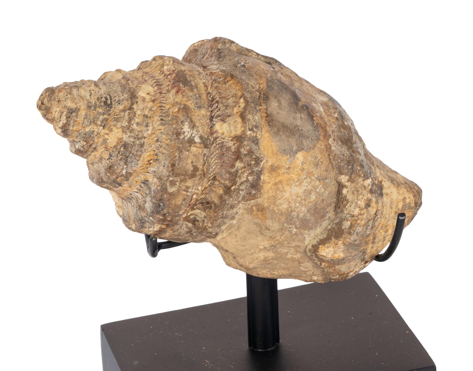 A Pair of Shell Fossil Specimens