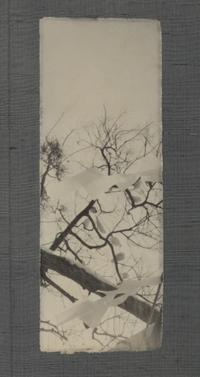 Masao Yasmamoto