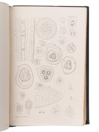[BOTANY -- PLANT HYBRIDIZATION]. A group of 25 works, including: