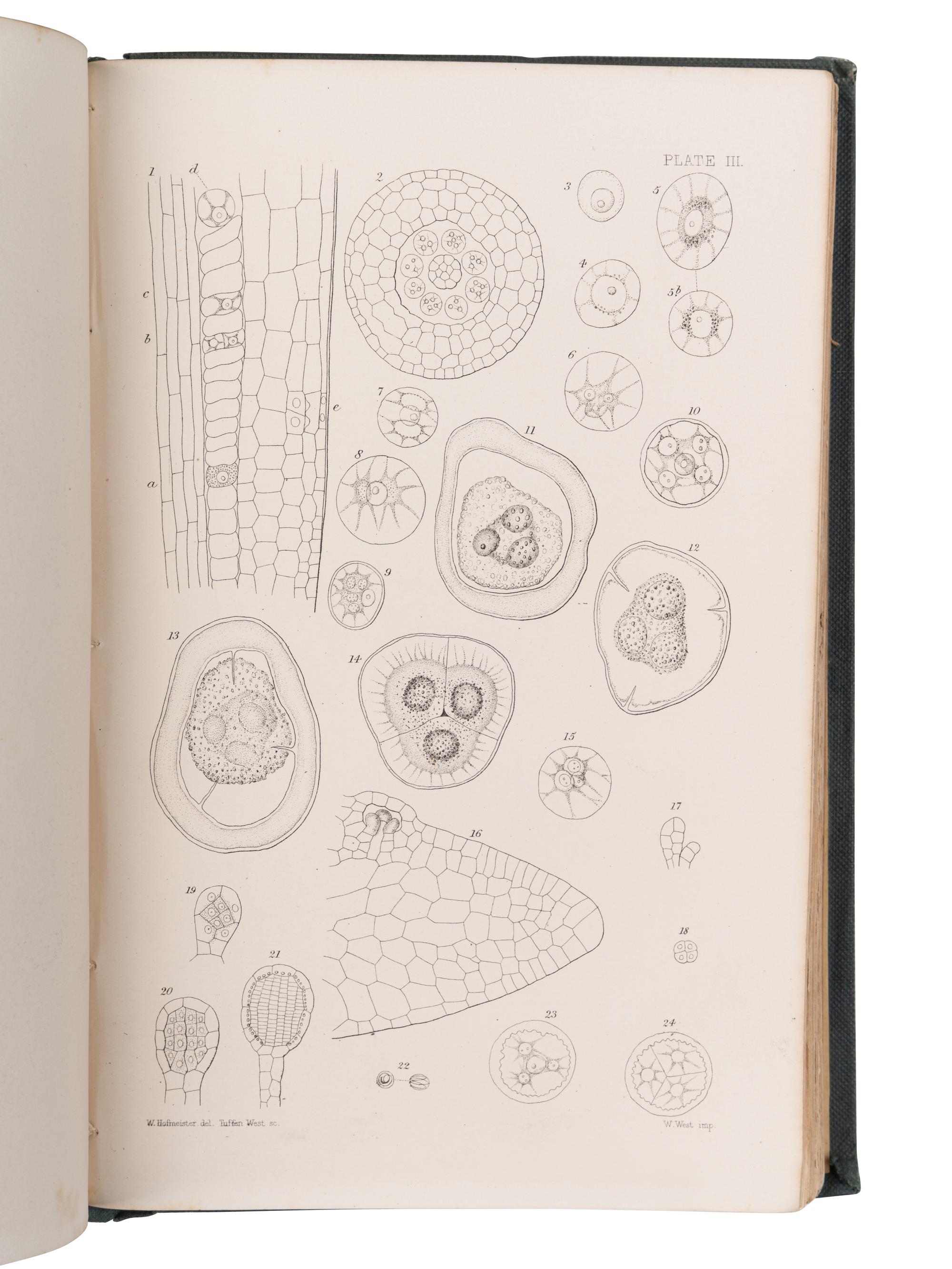 [BOTANY -- PLANT HYBRIDIZATION]. A group of 25 works, including: