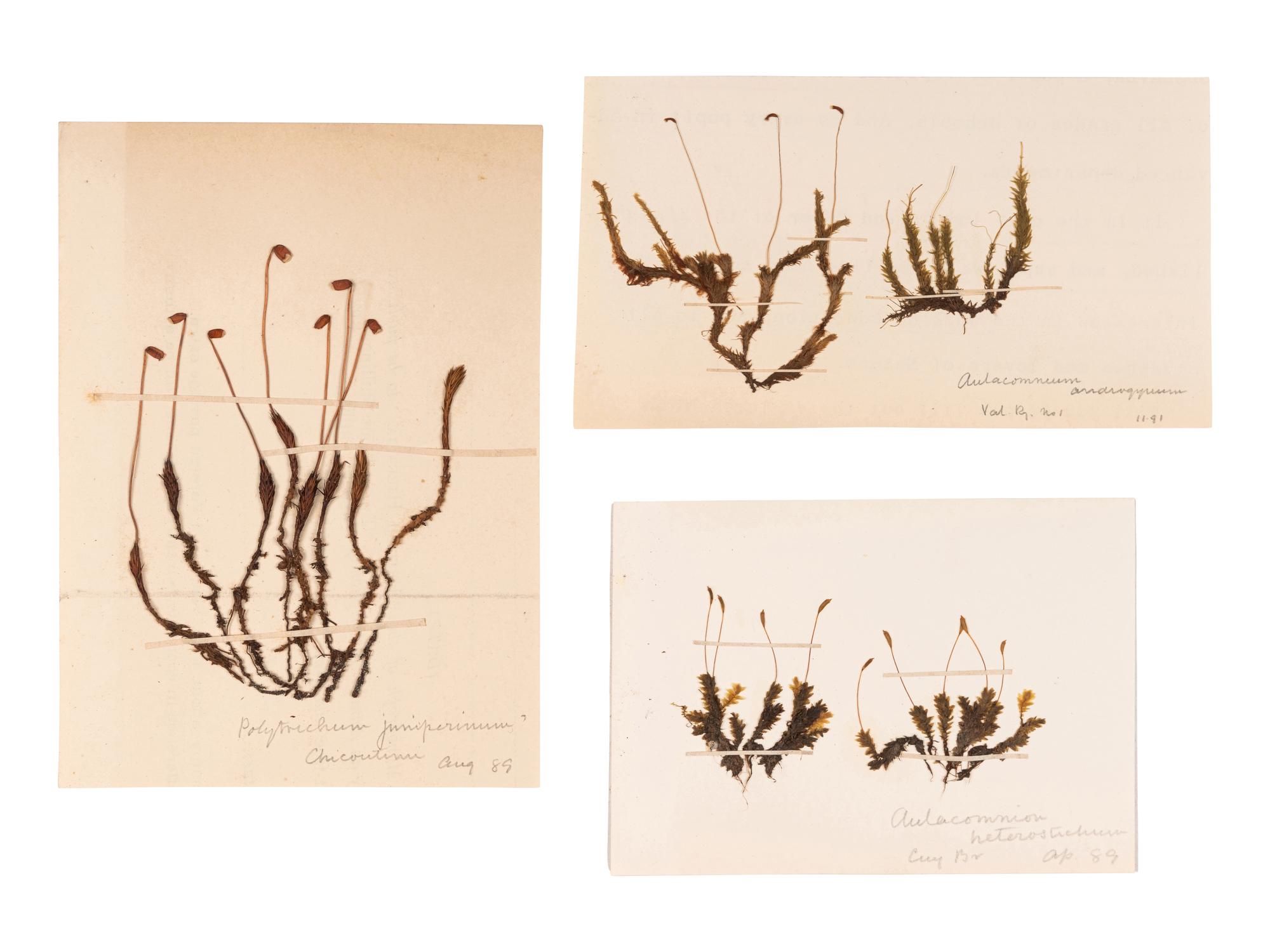 [SPECIMEN ALBUMS]. A group of albums with samples collected in the United States, comprising: