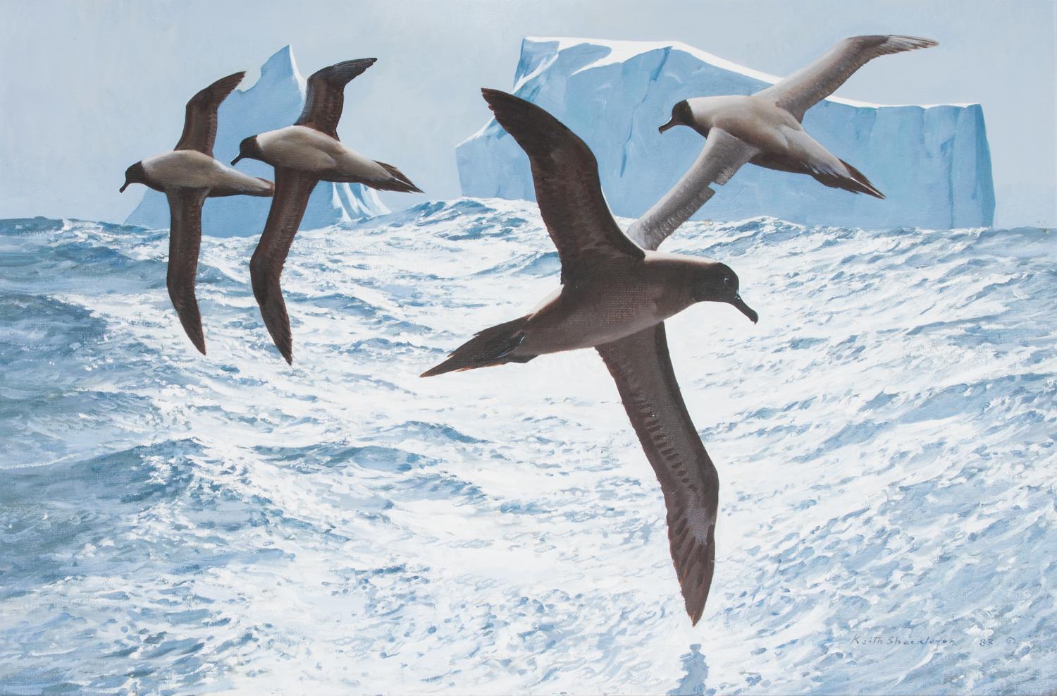 Keith Shackleton, (British, b. 1923), South Atlantic Albatross, 1983