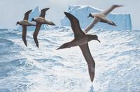 Keith Shackleton, (British, b. 1923), South Atlantic Albatross, 1983