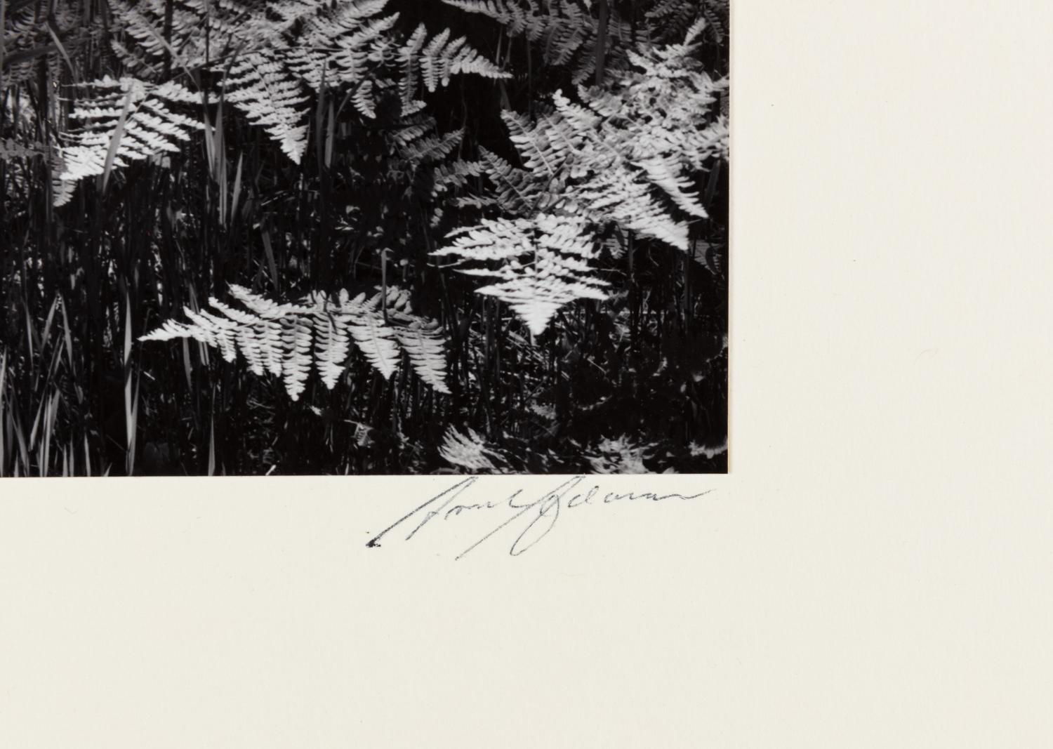 Ansel Adams (1902-1984) Ferns, Valley Floor, Yosemite, 1945