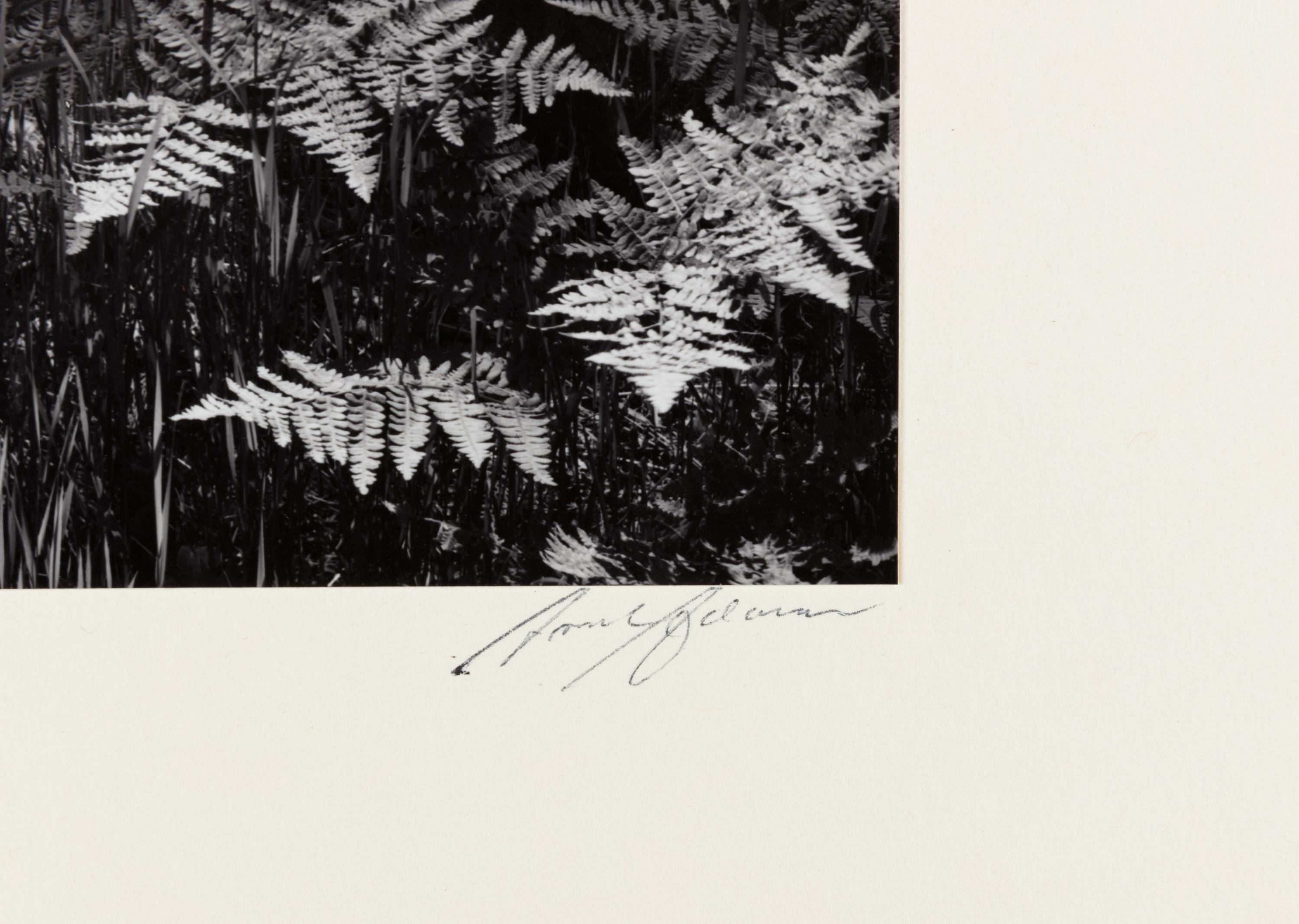 Ansel Adams (1902-1984) Ferns, Valley Floor, Yosemite, 1945
