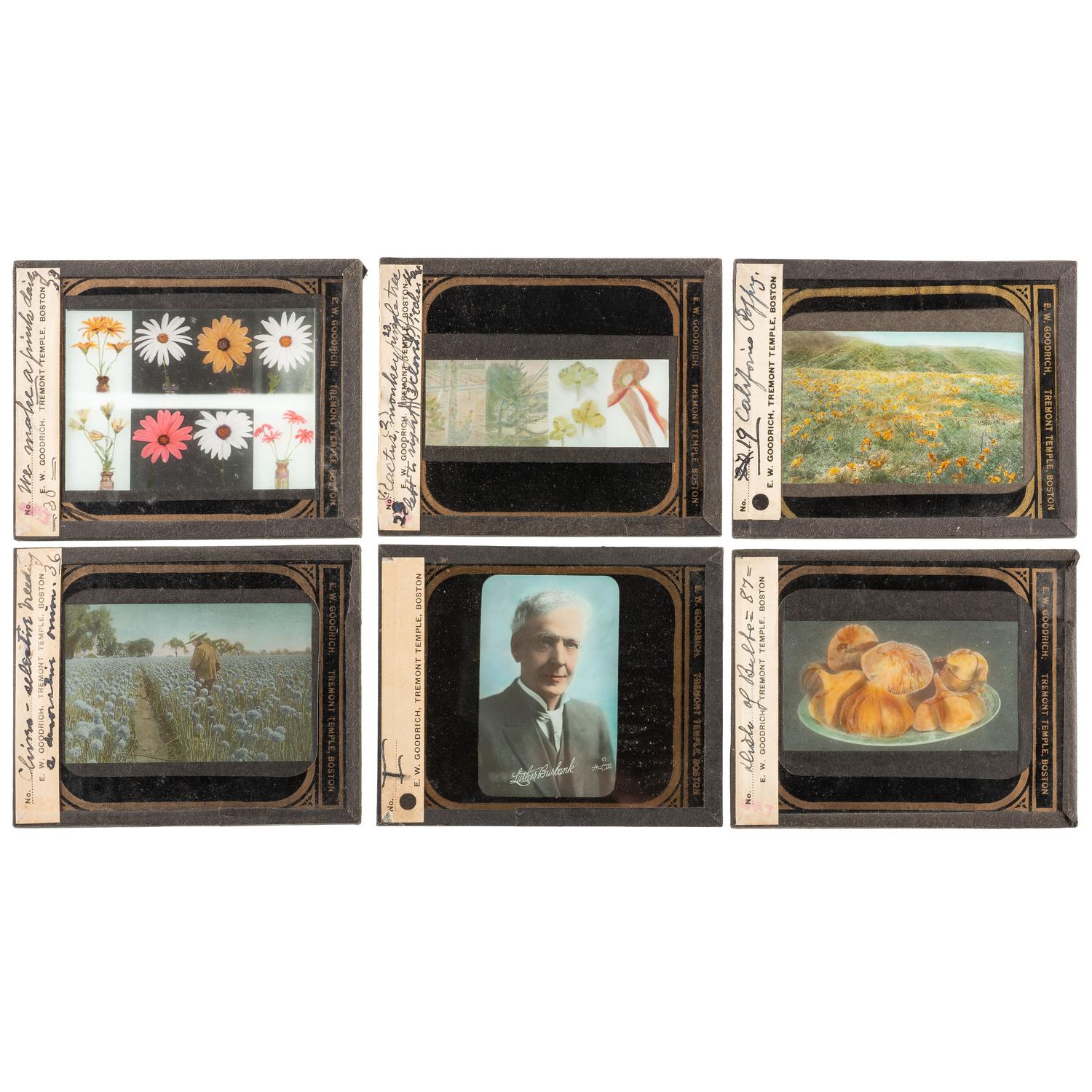 [EARLY PHOTOGRAPHY] -- [HORTICULTURE]. A group of 93 magic lantern slides and notes for a program on Luther Burbank. Boston, MA: E.W. Goodrich, Tremont Temple, [ca 1920s].