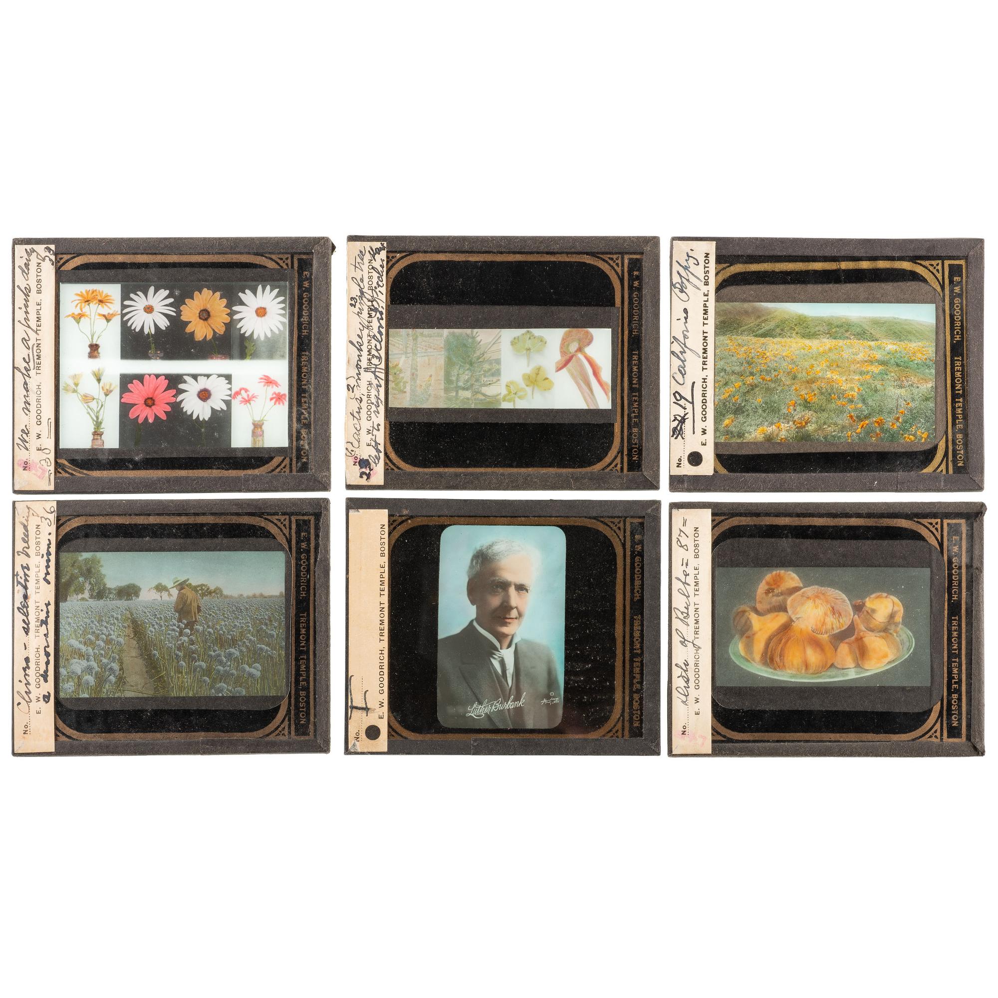 [EARLY PHOTOGRAPHY] -- [HORTICULTURE]. A group of 93 magic lantern slides and notes for a program on Luther Burbank. Boston, MA: E.W. Goodrich, Tremont Temple, [ca 1920s].