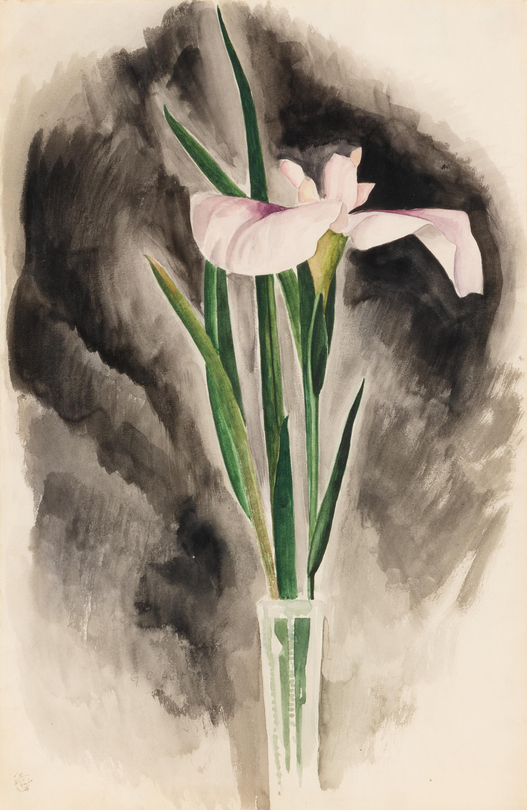 Japanese Iris