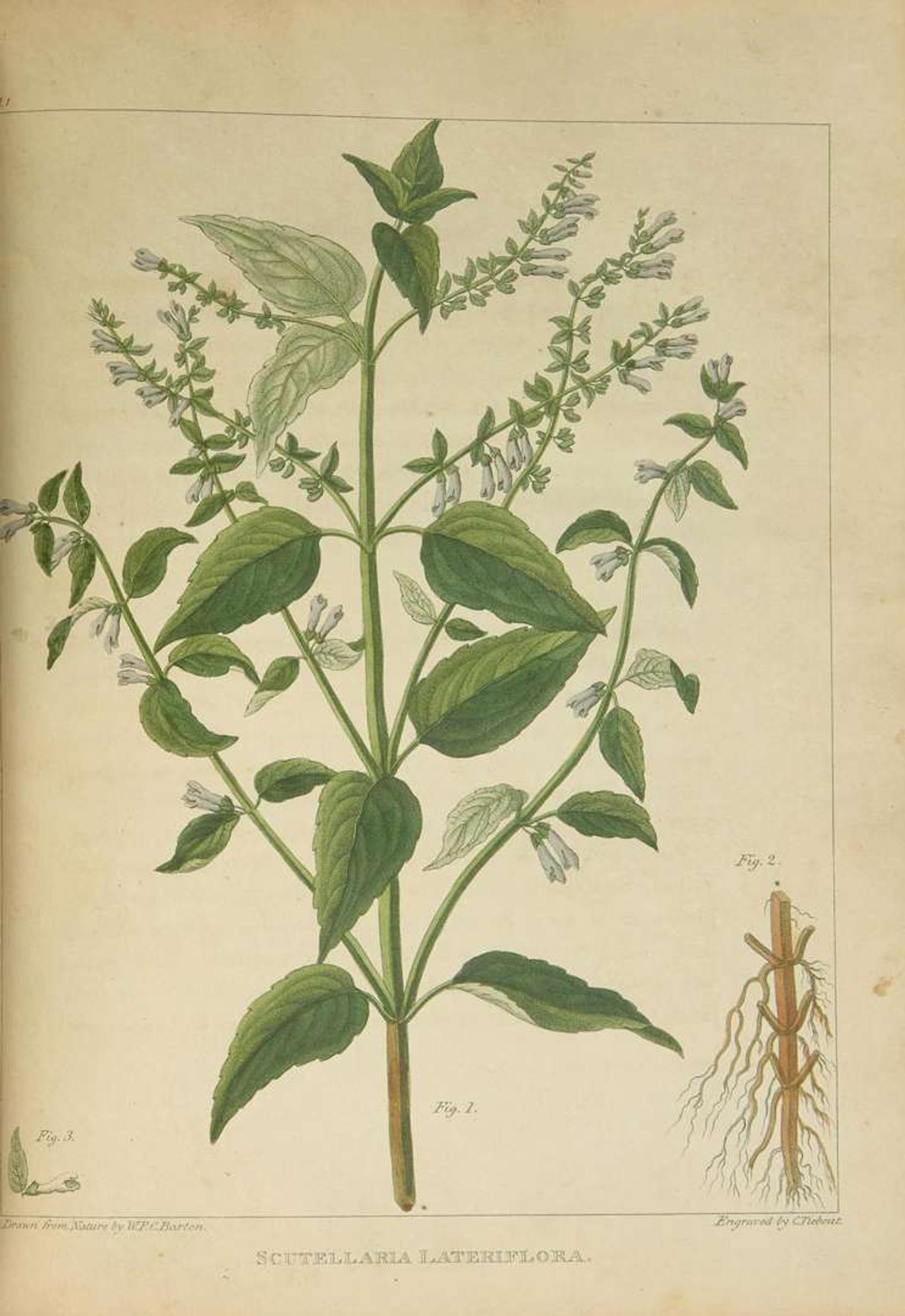 [Color-Plate Books] Barton, William P.C.: A Flora of North America…