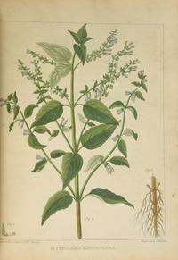 [Color-Plate Books] Barton, William P.C.: A Flora of North America…