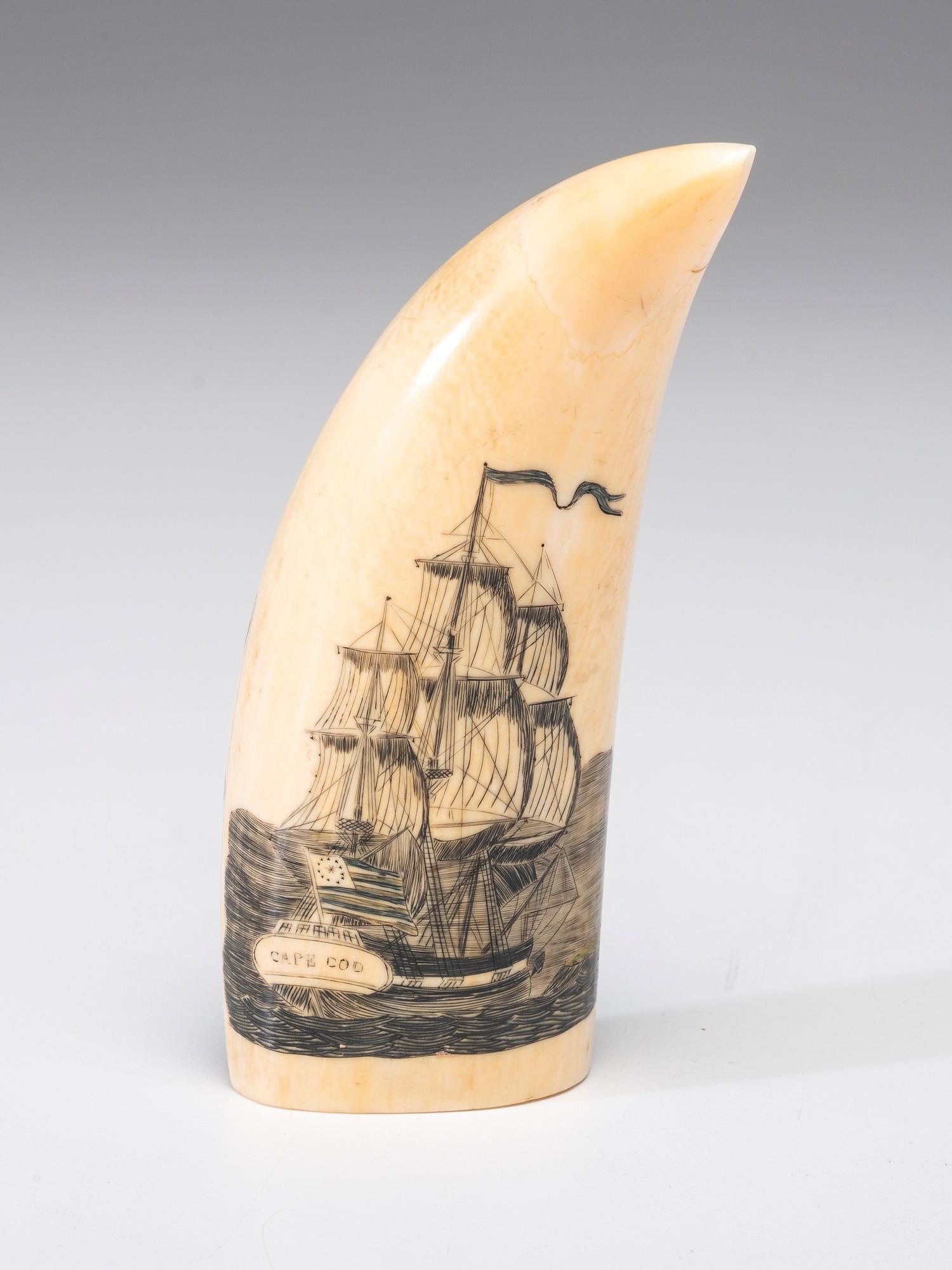 A Scrimshaw Sperm Whale's Tooth