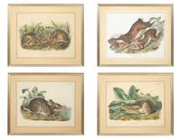 Lepus Americanus , Lepus Aquaticus , Lepus Nigricaudatus , and Lepus Palustris (Four Works)