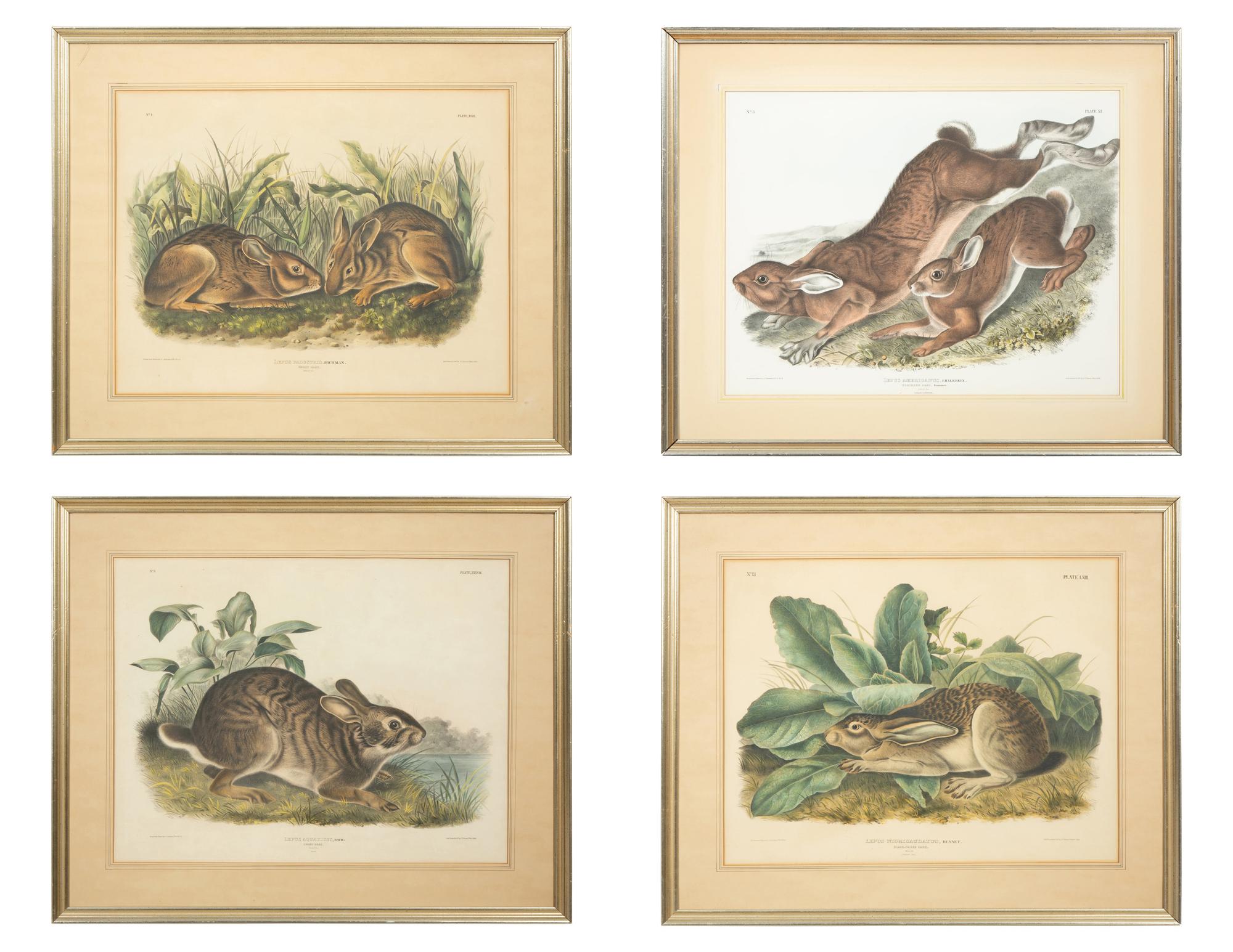 Lepus Americanus , Lepus Aquaticus , Lepus Nigricaudatus , and Lepus Palustris (Four Works)