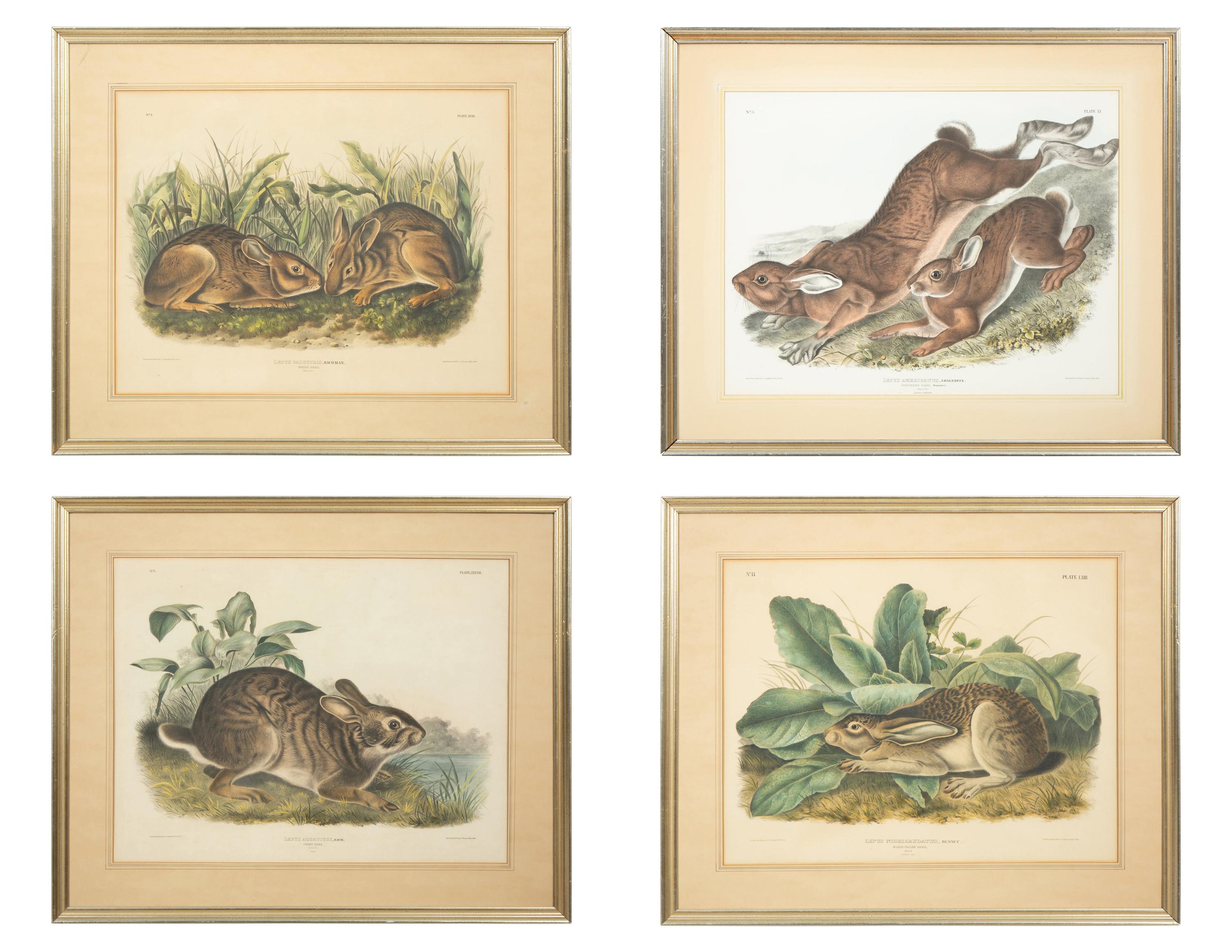 Lepus Americanus , Lepus Aquaticus , Lepus Nigricaudatus , and Lepus Palustris (Four Works)