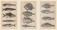 A Set of Seven Framed Groups of Ichthyological Engravings