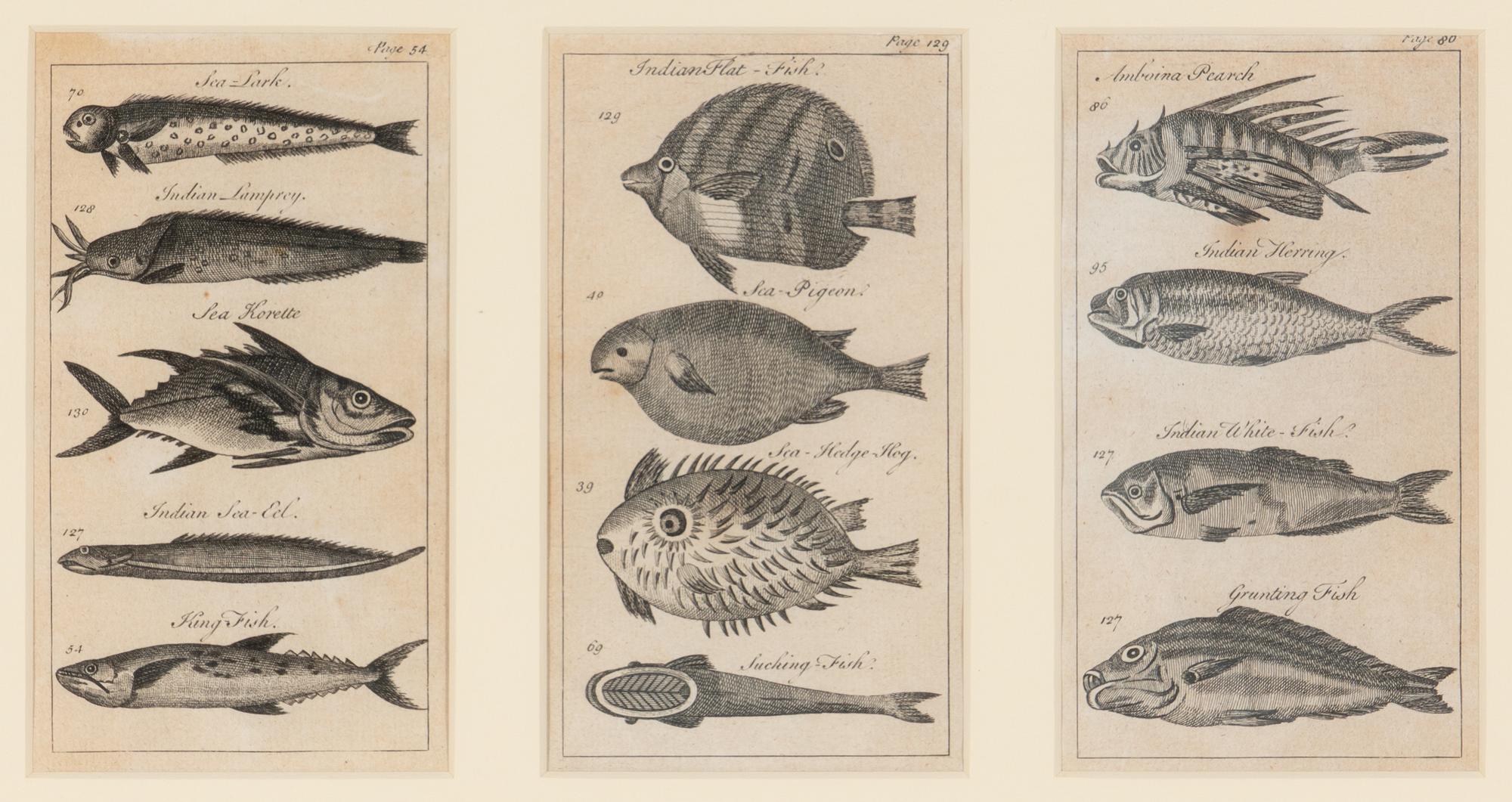 A Set of Seven Framed Groups of Ichthyological Engravings