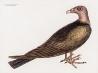 CATESBY, MARK. The Turkey Buzzard. Engraving from the Natural History of Carolina, Florida and the Bahama Islands. London, 1754.