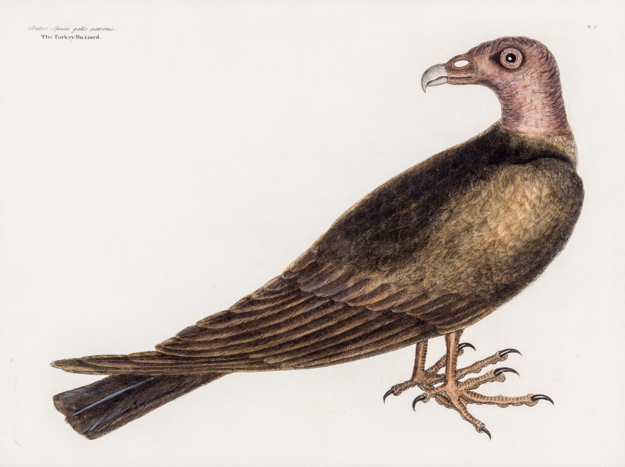 CATESBY, MARK. The Turkey Buzzard. Engraving from the Natural History of Carolina, Florida and the Bahama Islands. London, 1754.
