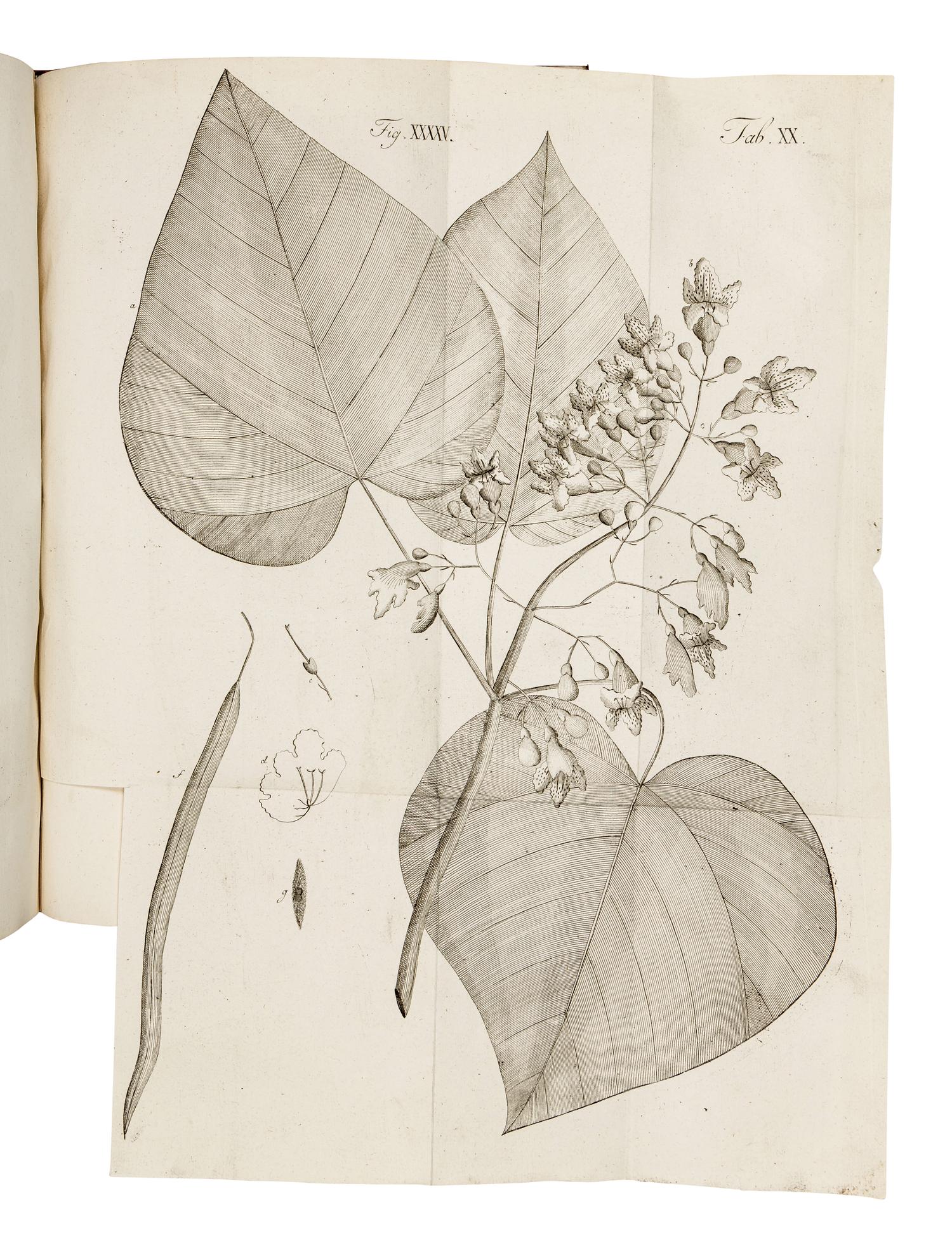 WANGENHEIM, Friedrich Adam Julius von (1749-1800). Beytrag zur teutschen holzgerechten Forstwissenschaft . Göttengen: J. C. Dieterich, 1787.