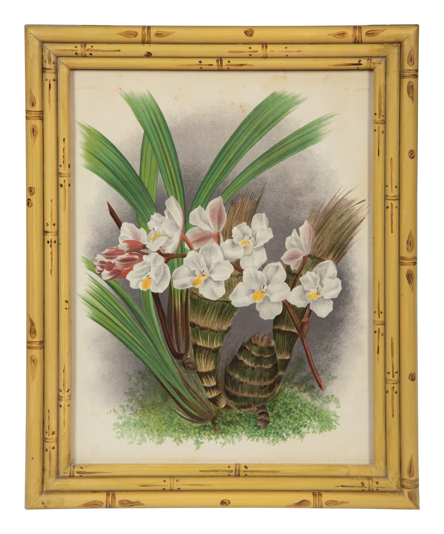 A Set of Twelve Framed Botanical Lithographs