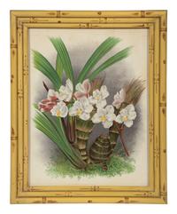 A Set of Twelve Framed Botanical Lithographs