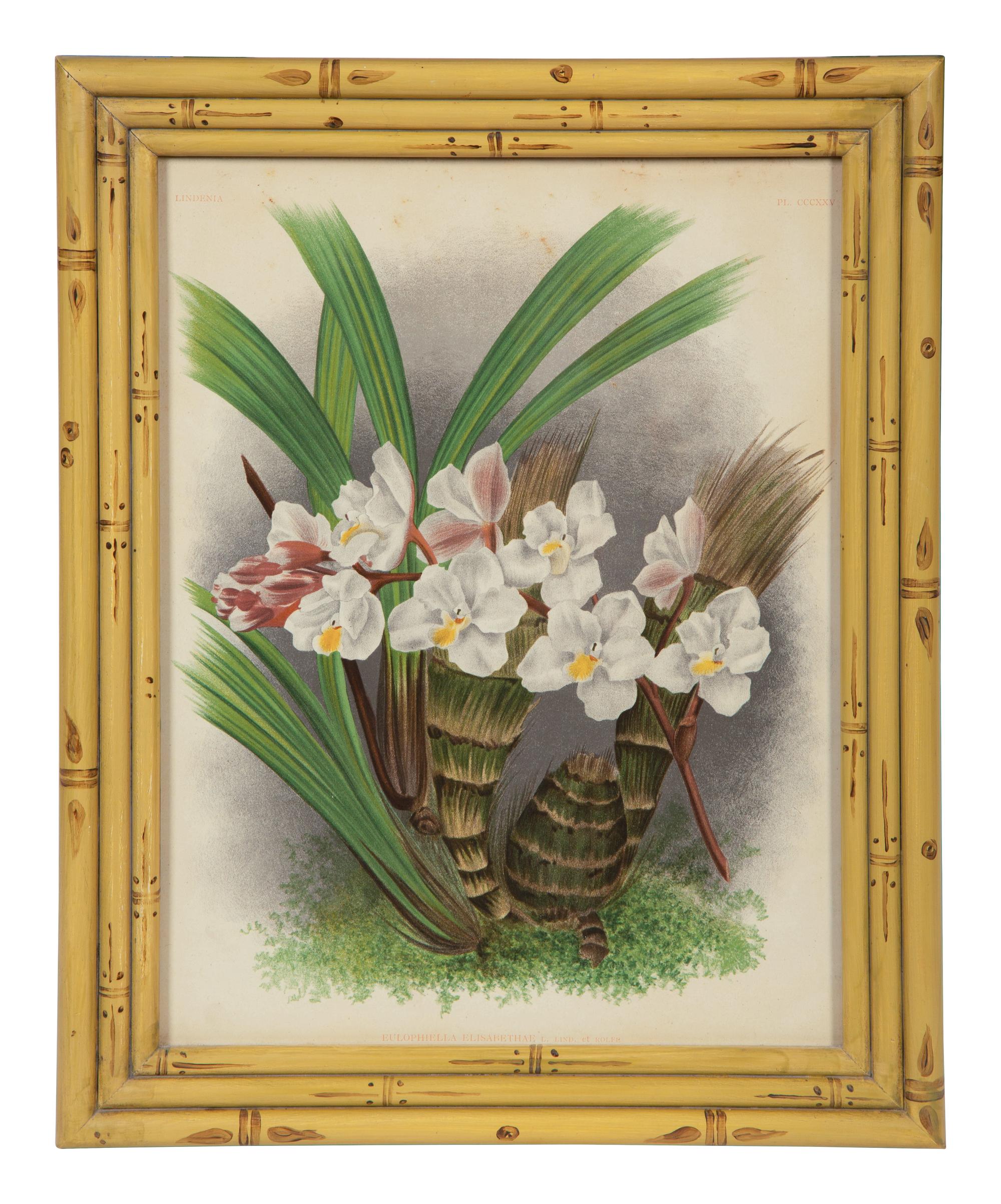 A Set of Twelve Framed Botanical Lithographs
