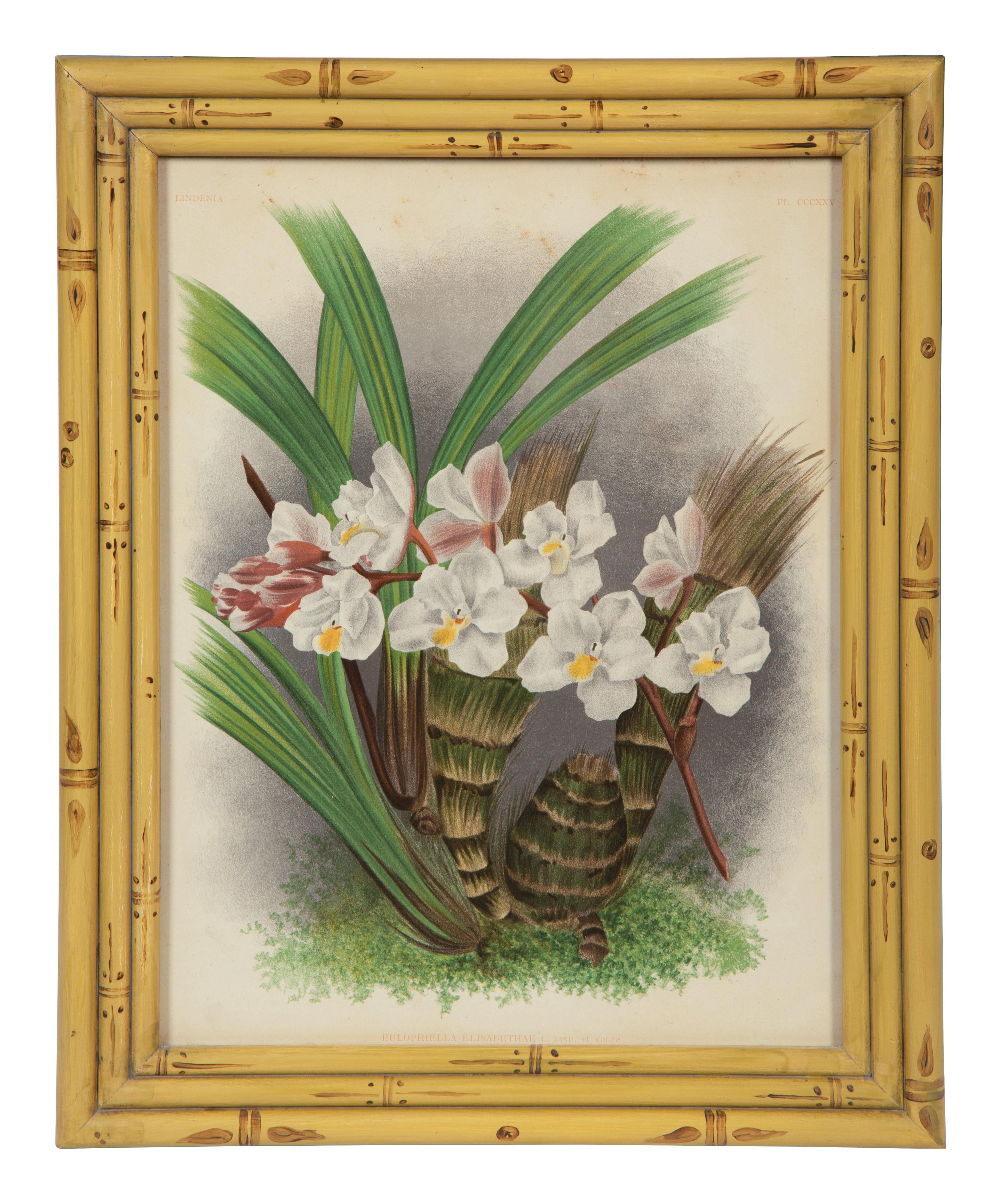 A Set of Twelve Framed Botanical Lithographs