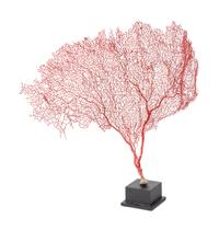 A Black Coral Branch Specimen and Red Coral Specimen