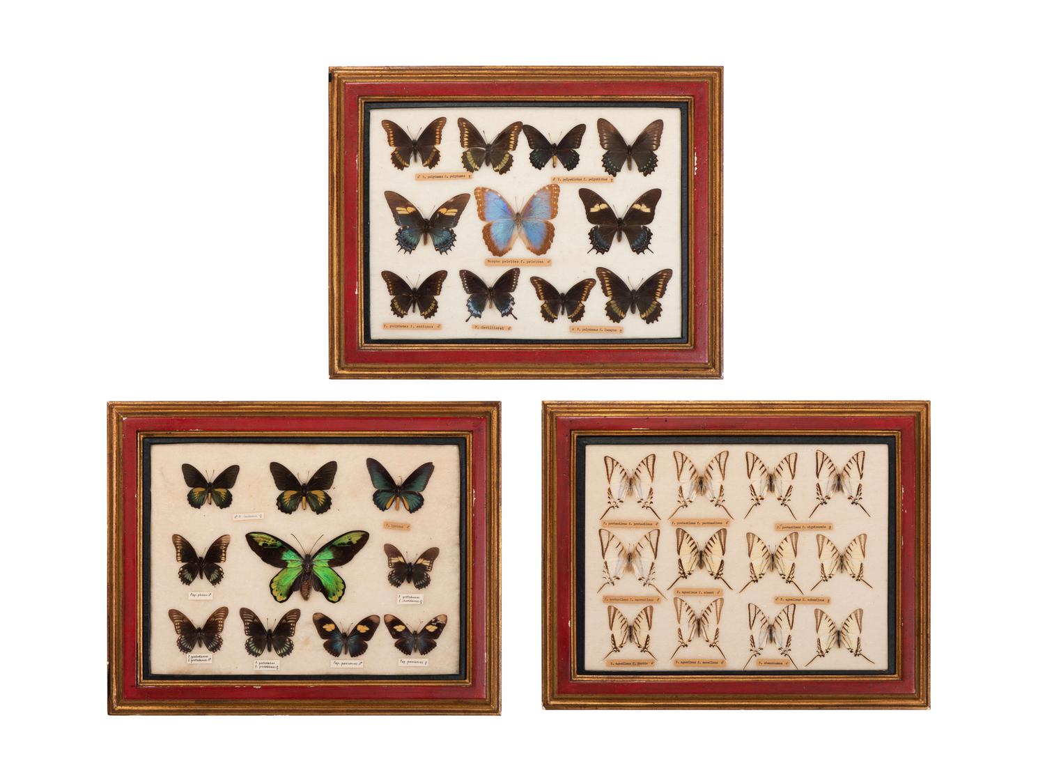 Three Framed Groups of Lepidopterological Specimens