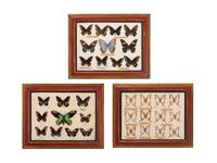 Three Framed Groups of Lepidopterological Specimens