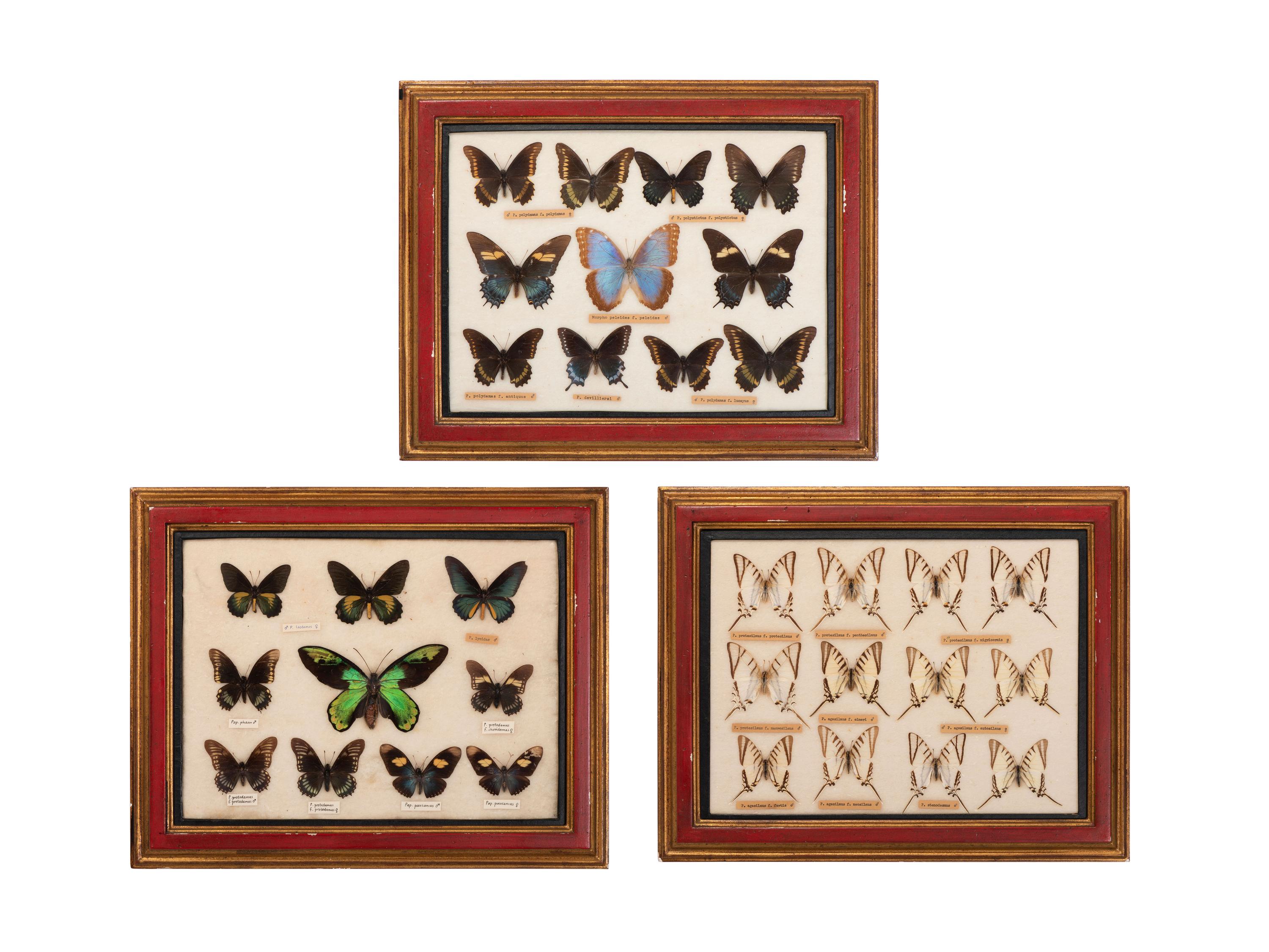 Three Framed Groups of Lepidopterological Specimens