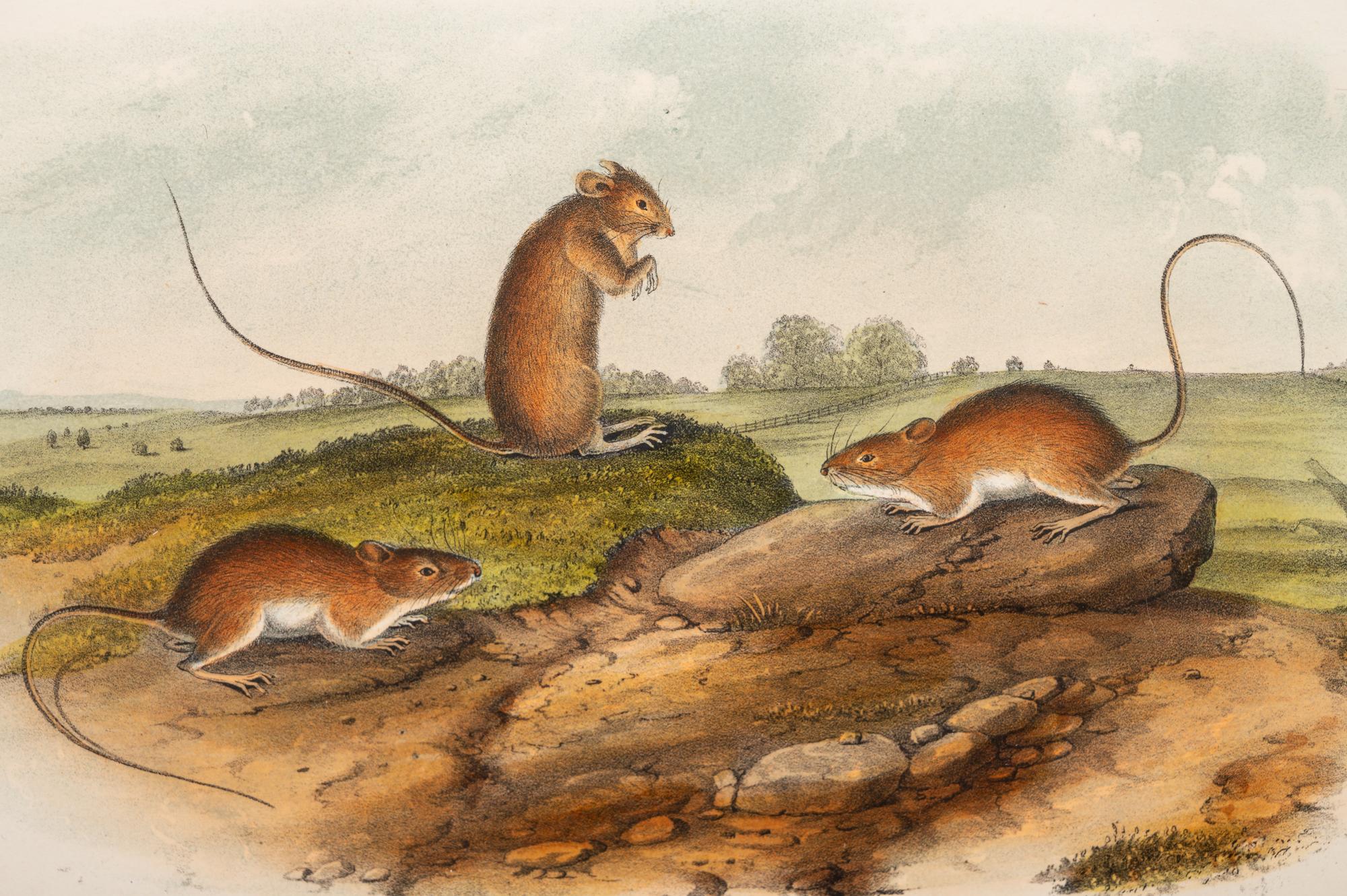 Grouped, see item 1 | A Group of Three Prints of North American Mammals, after John James Audubon (1785-1851) and John Woodhouse Audubon (1812-1862)
