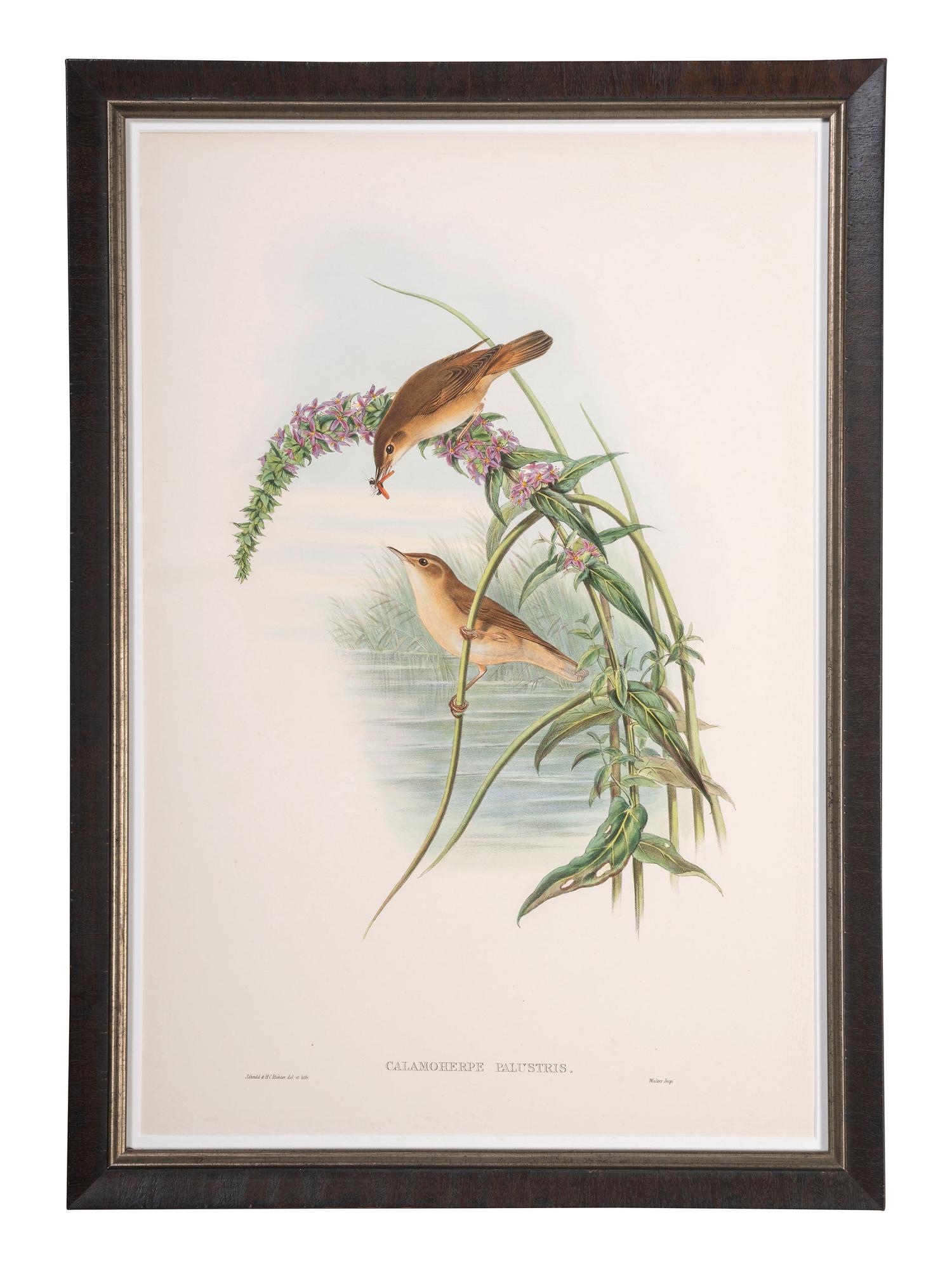 Eight Framed Avian Prints