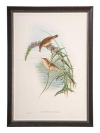 Eight Framed Avian Prints
