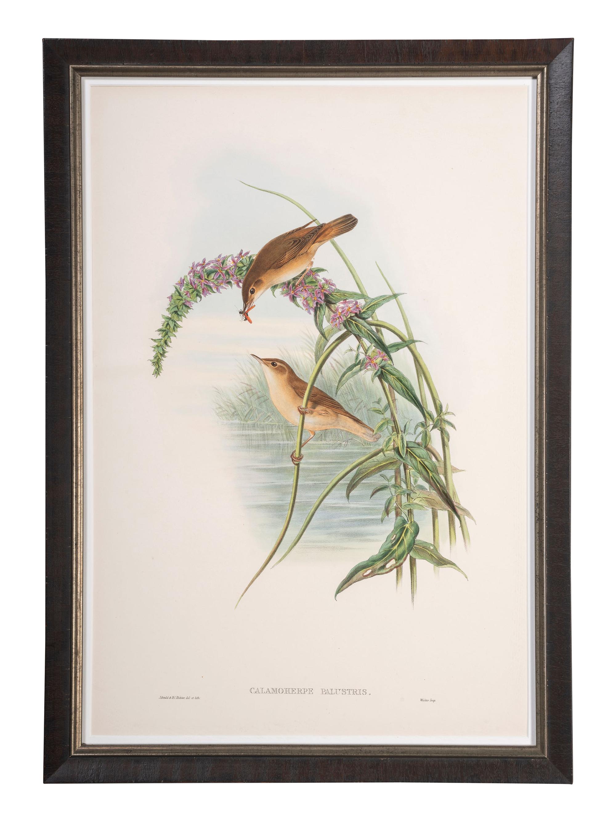 Eight Framed Avian Prints