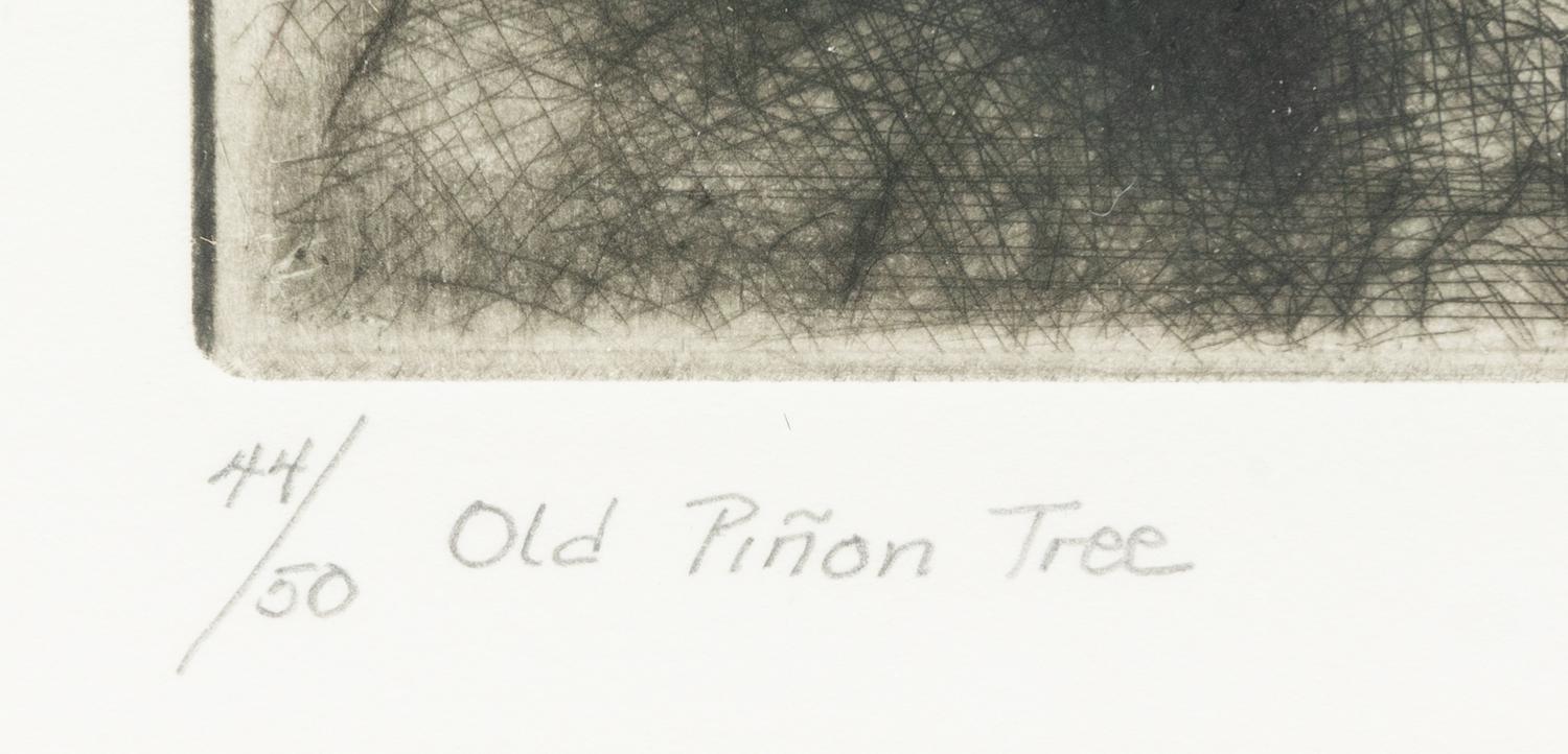 Old Piñon Tree , edition 44/50