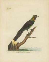 A Collection Ten Ornithological Gilt Framed Hand Colored Lithographs from Shaw's General Zoology — 19TH/20TH CENTURY