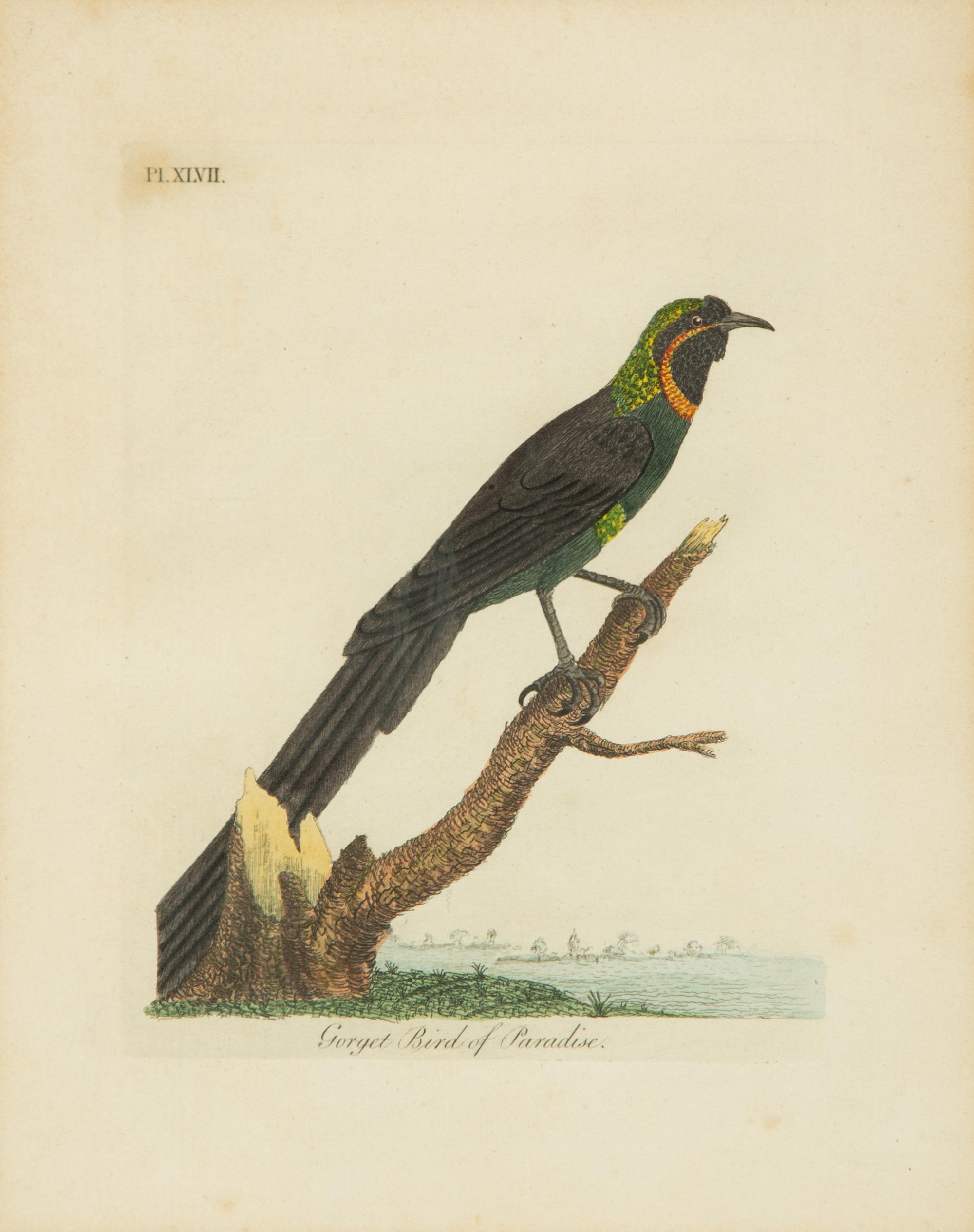 A Collection Ten Ornithological Gilt Framed Hand Colored Lithographs from Shaw's General Zoology — 19TH/20TH CENTURY
