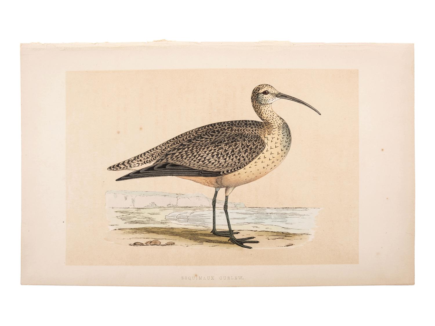 A Collection of Engravings from A History of British Birds , Rev. Francis Orpen Morris (Irish, 1810-1893)