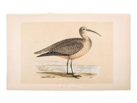 A Collection of Engravings from A History of British Birds , Rev. Francis Orpen Morris (Irish, 1810-1893)