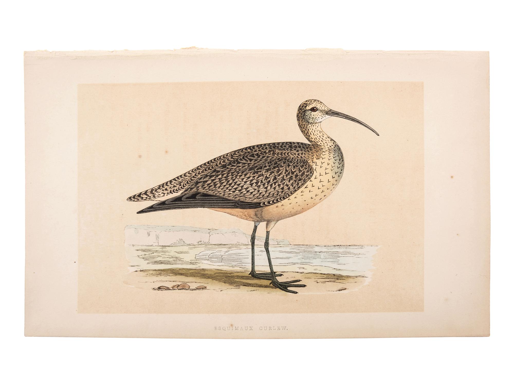 A Collection of Engravings from A History of British Birds , Rev. Francis Orpen Morris (Irish, 1810-1893)