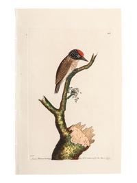 A Collection of Ornithology and Entomology Prints