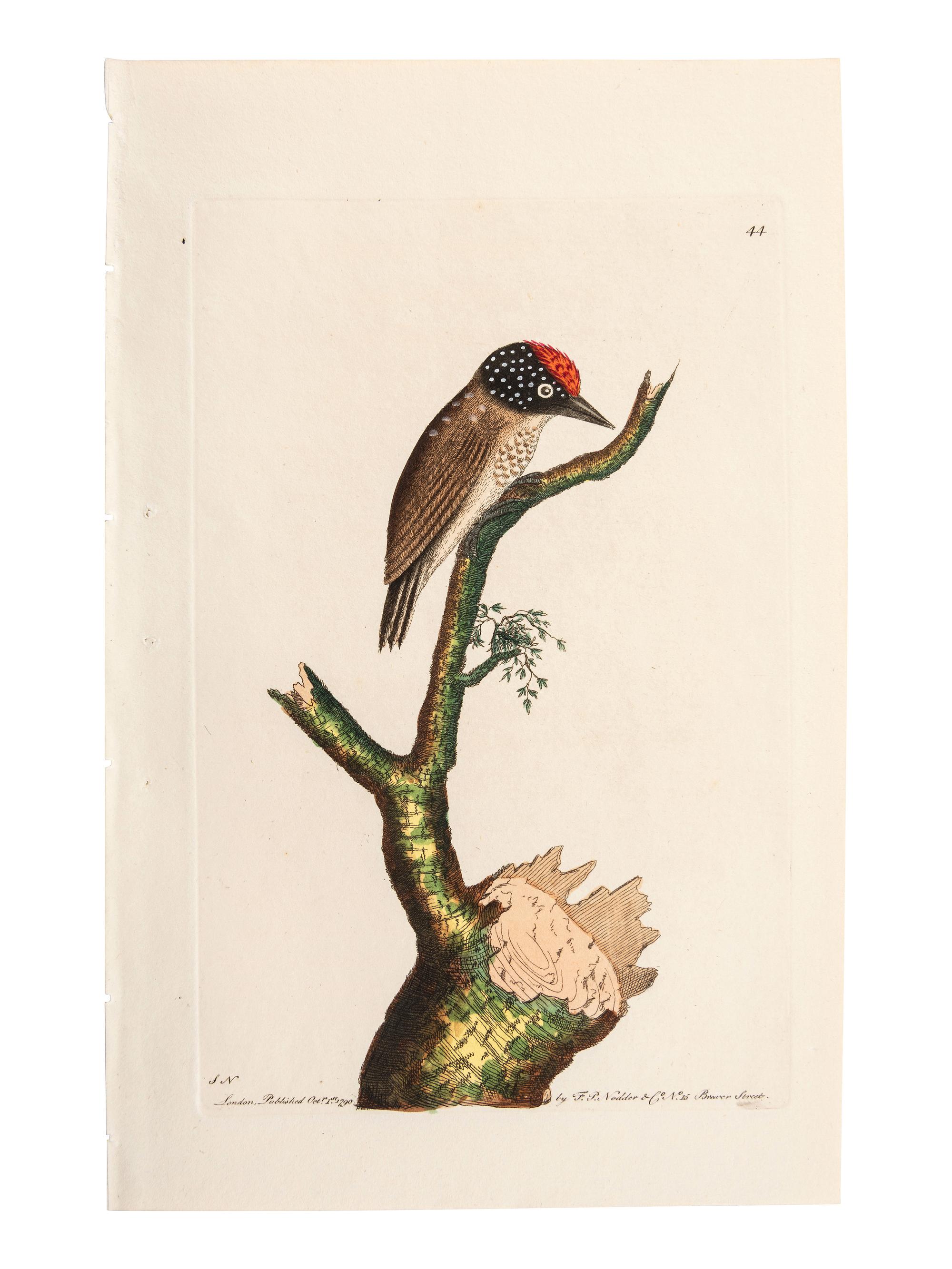 A Collection of Ornithology and Entomology Prints