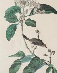 AUDUBON, John James (1785-1851). Bachmans Finch (Plate CLXV)
