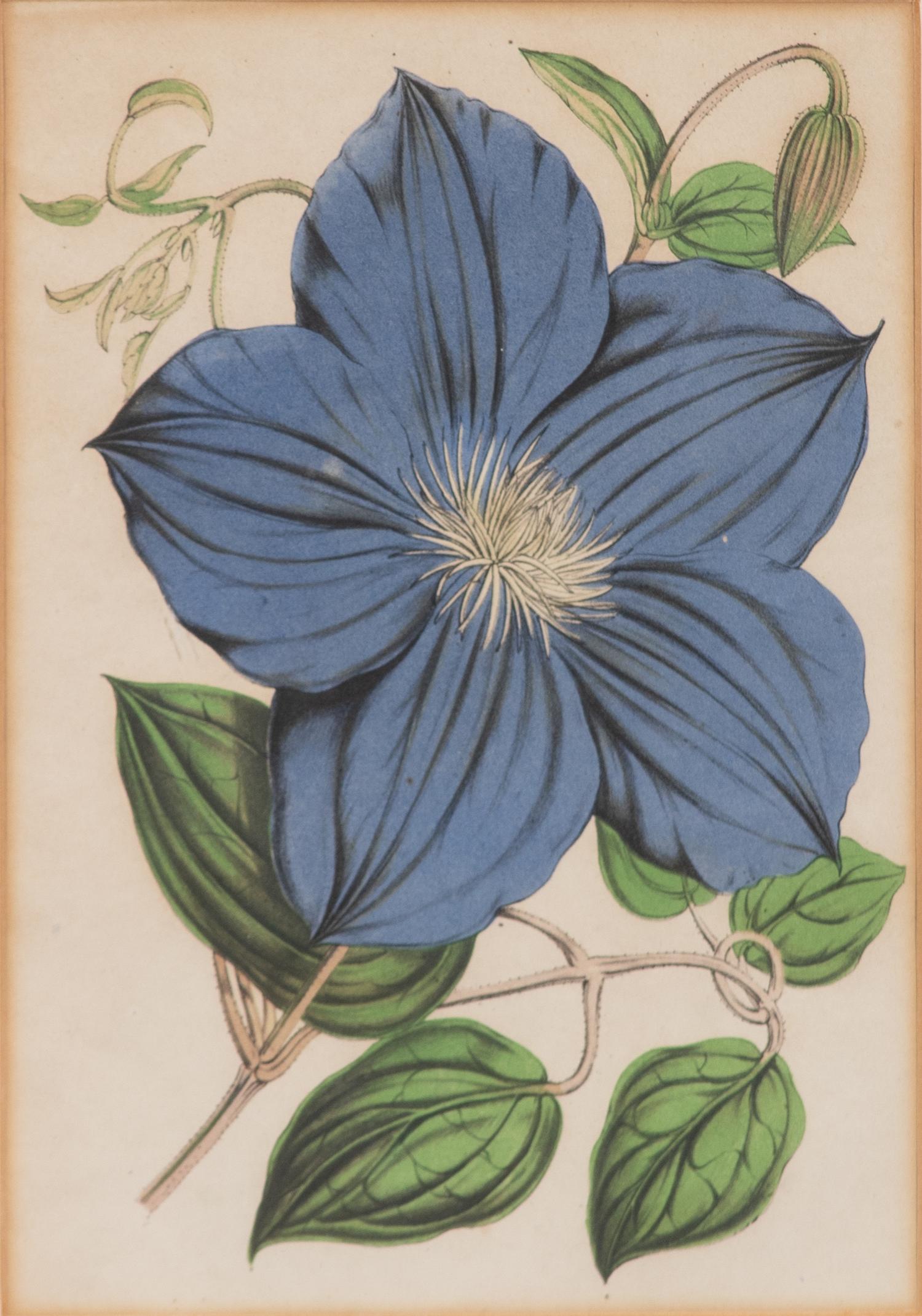 A Set of Eleven Botanical Prints Framed 16 1/2 x 13 1/2 inches. — 20TH CENTURY