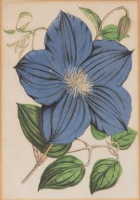A Set of Eleven Botanical Prints Framed 16 1/2 x 13 1/2 inches. — 20TH CENTURY