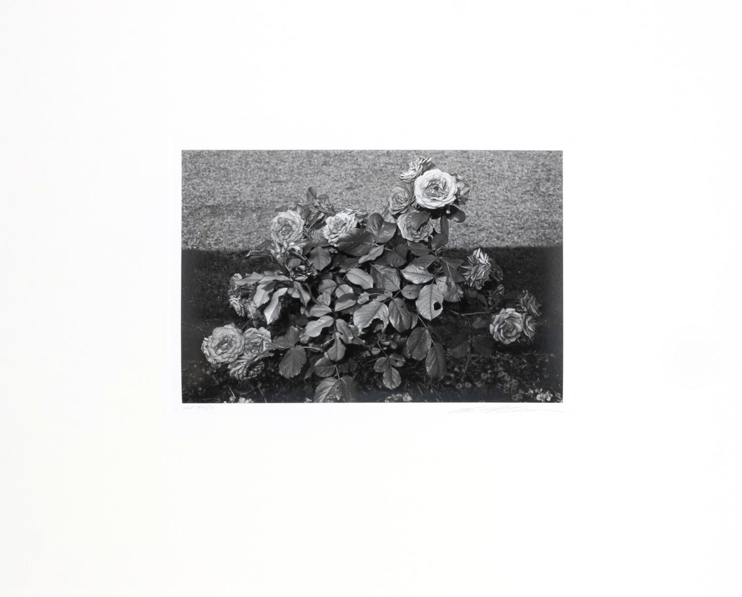Photographs of Flowers
