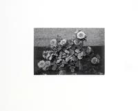 Photographs of Flowers