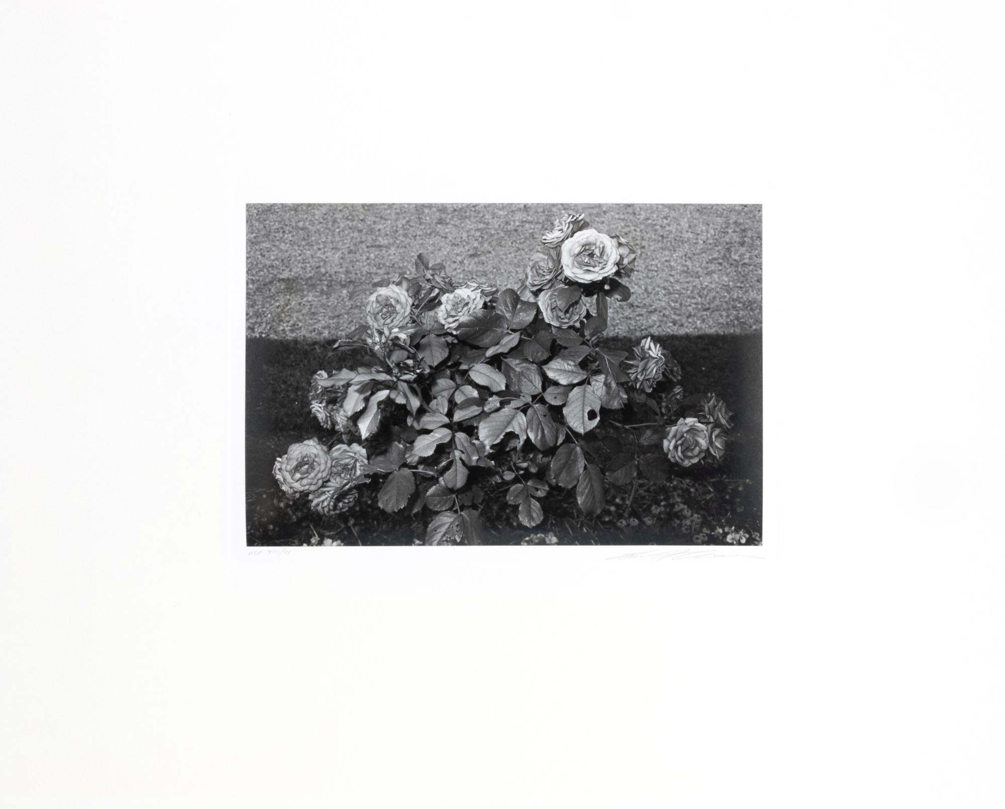 Photographs of Flowers