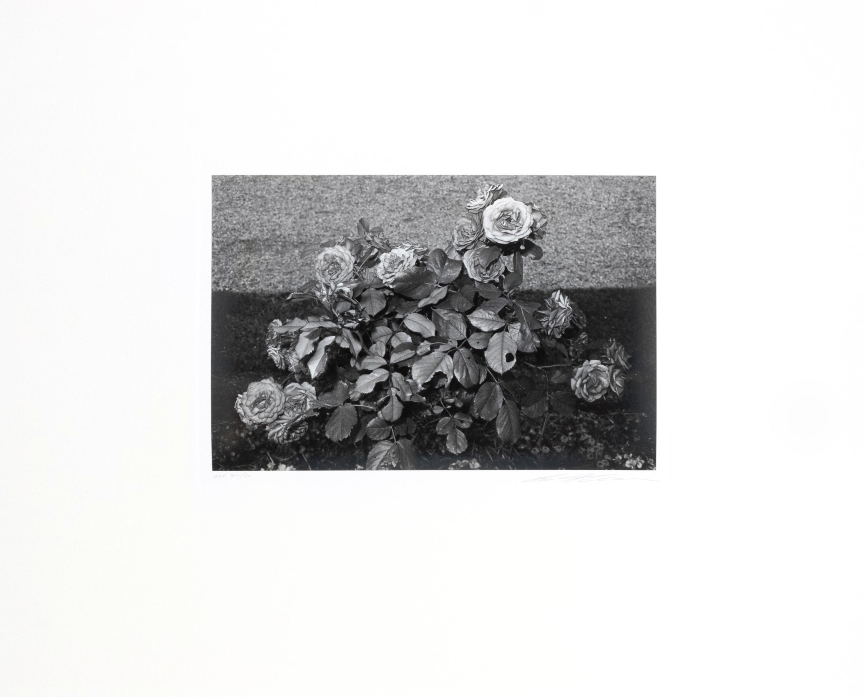 Photographs of Flowers